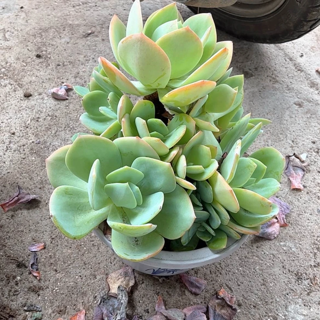 【闪购商品】无花朵武**1