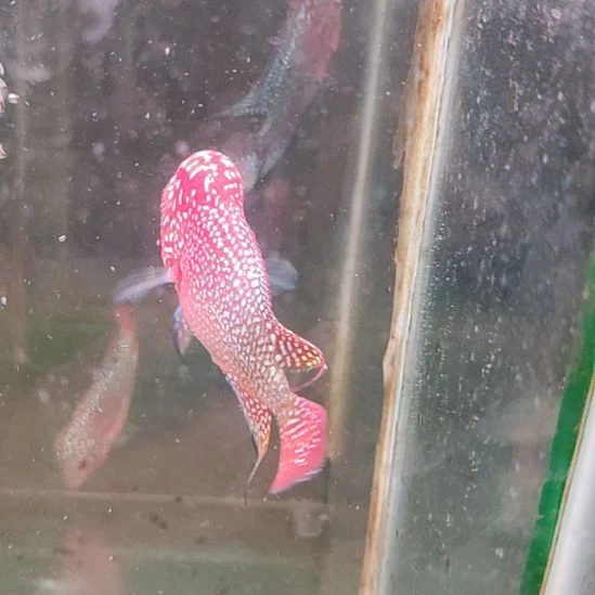 海水鱼2222222222