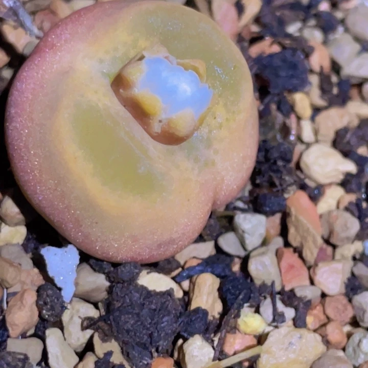 159888868588888858878888