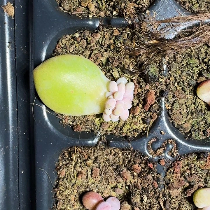 奶龙 叶插 一物一拍