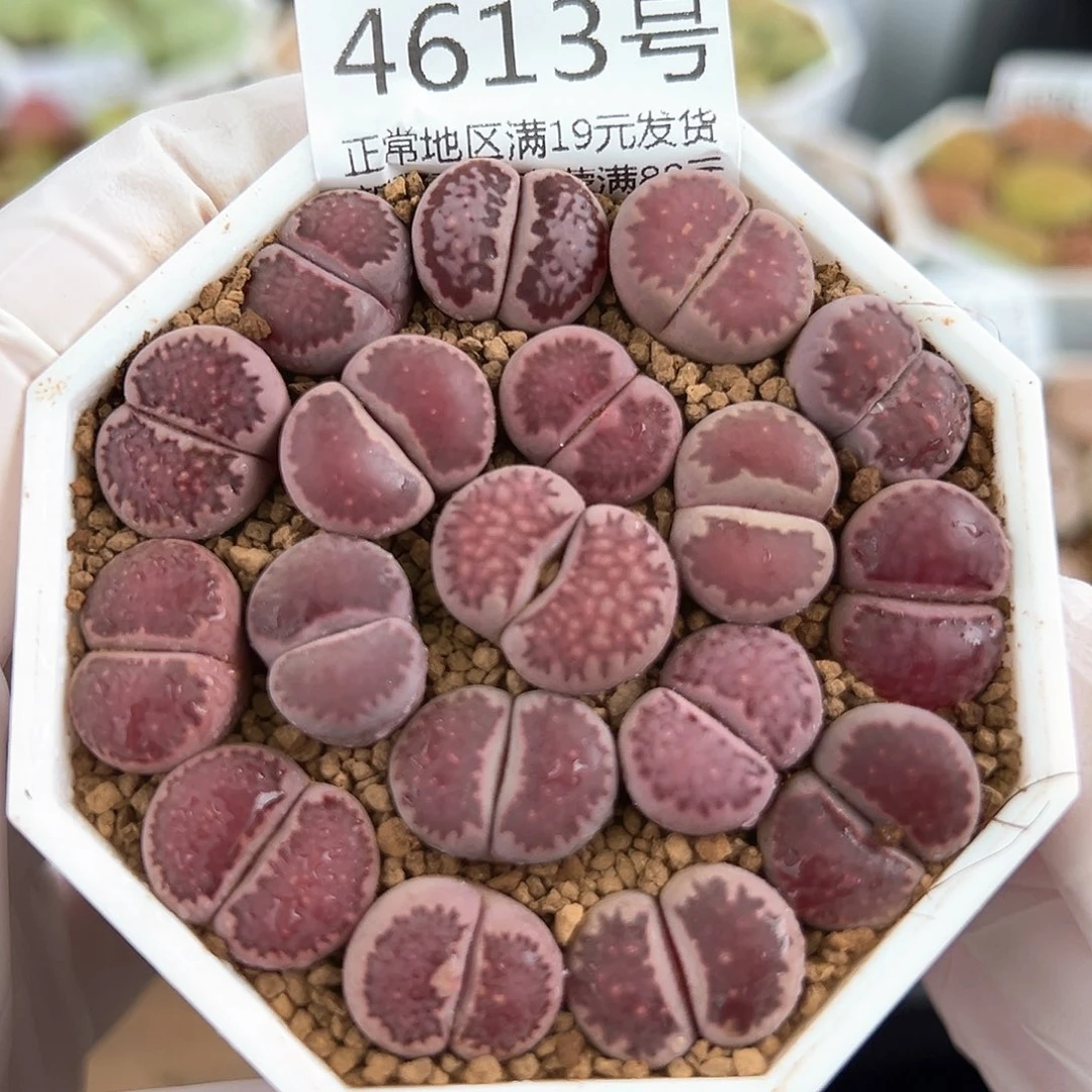 4613三年紫混18颗1.5cm左右