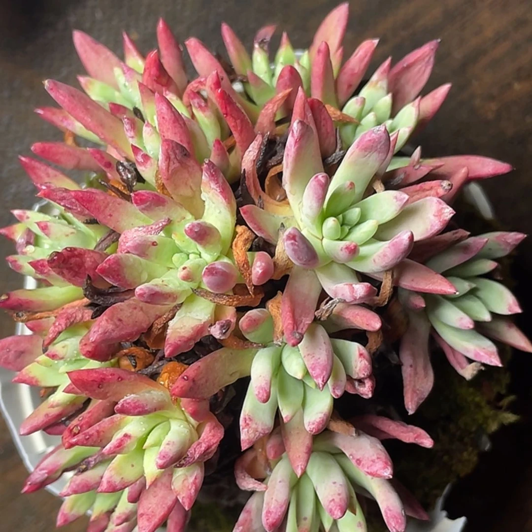 【闪购商品】绿法瑞老庄