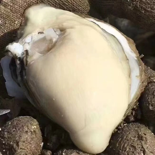 【中号尝鲜装】鲜活乳山精品生蚝 中蚝6-9个 约1.7斤 广东次日达海蛎子