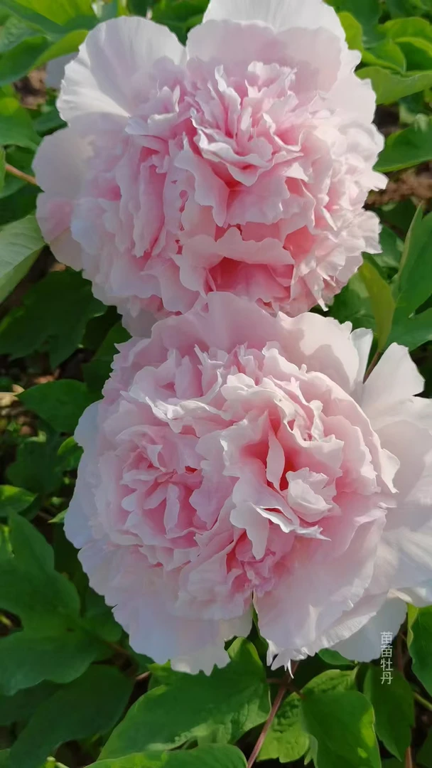 【特价】芍药裸根带花芽浓香型室内室外盆栽地载易成活