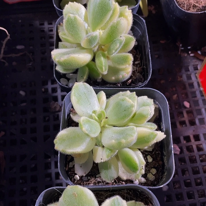 白熊2.8带盆土发