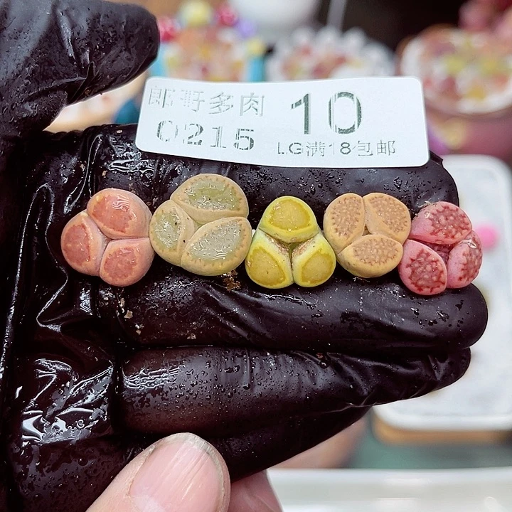 郎哥多肉生石花15-10