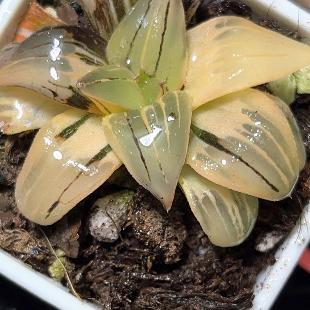 恭喜发财大吉大利0607