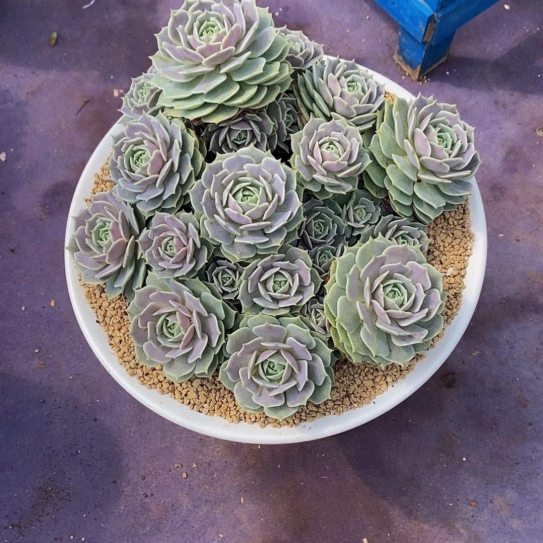 决***露娜莲多肉植物带盆物流