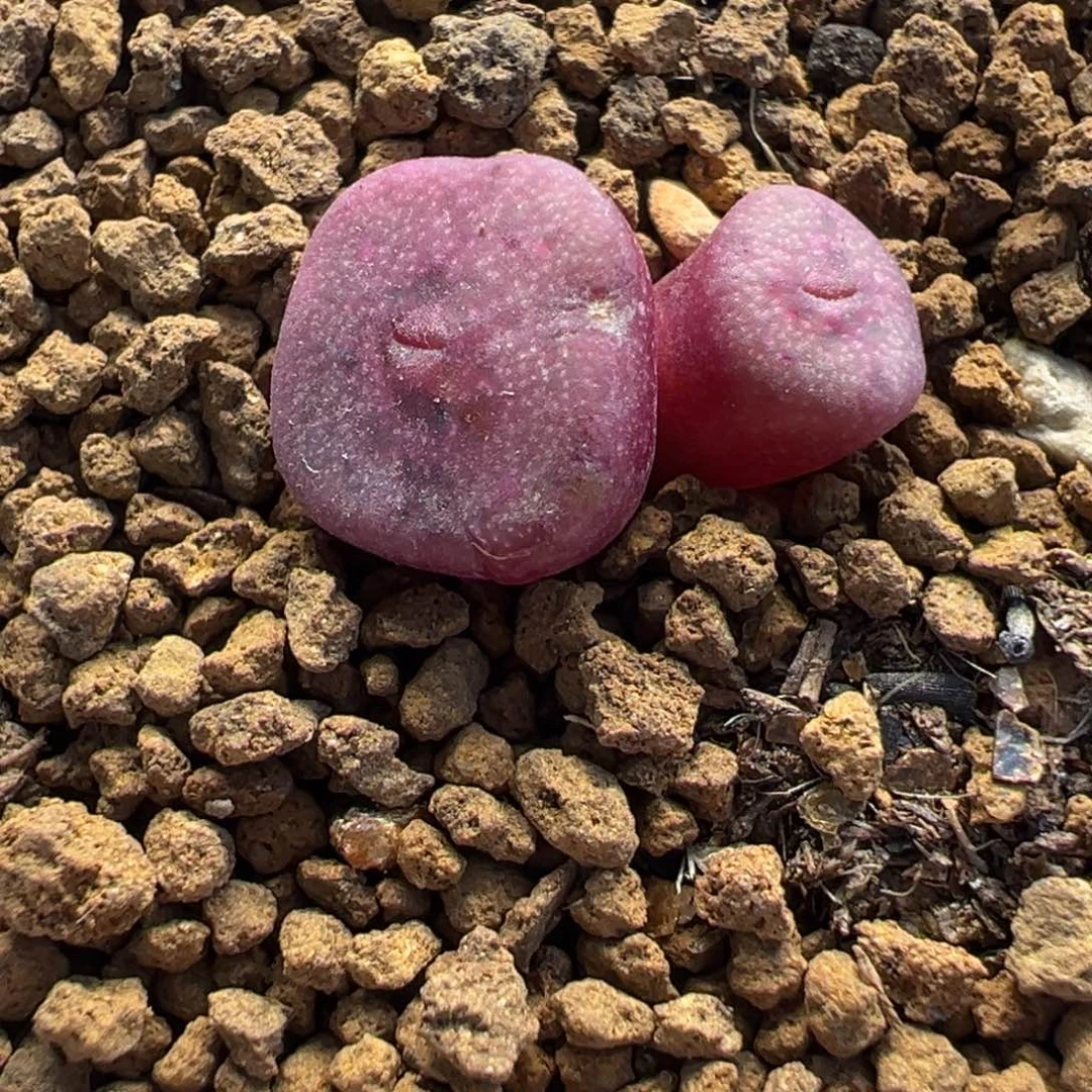 581多肉植物种类多样