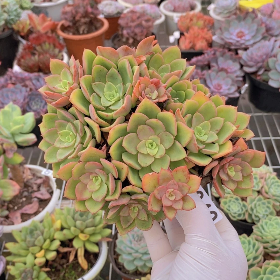 2040高贵群一物一拍