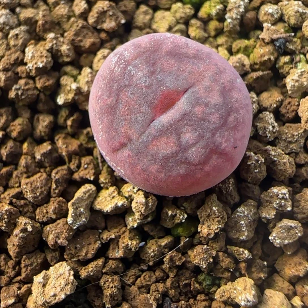 1.28多肉新年大福头毛杂119号