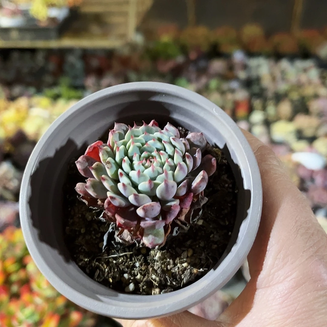 凉****24多肉植物提取天然草本成分