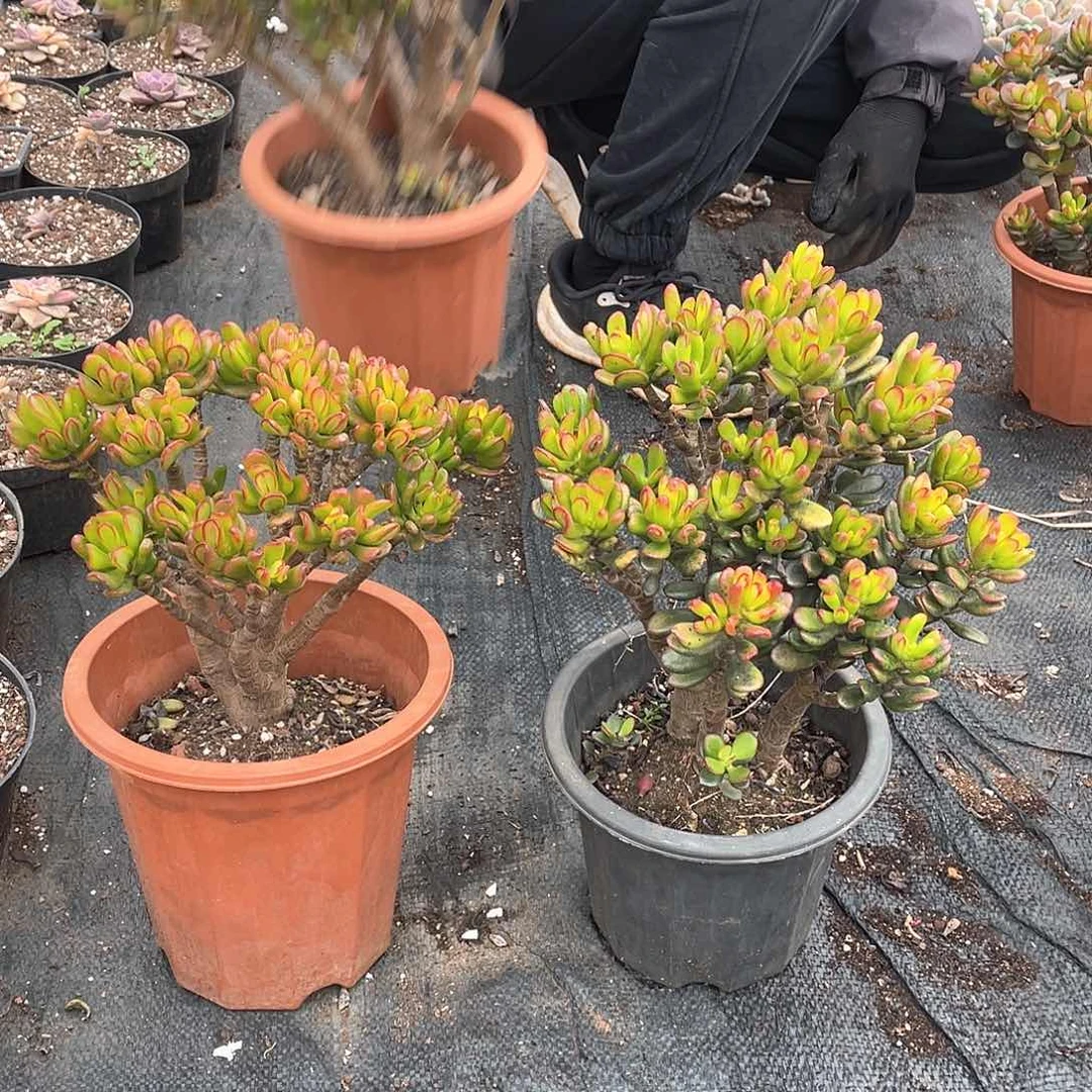 招财猫9.9米 量拍多肉