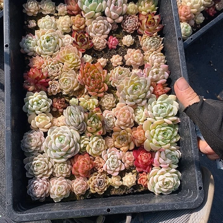 278 多肉植物盆栽花卉植物