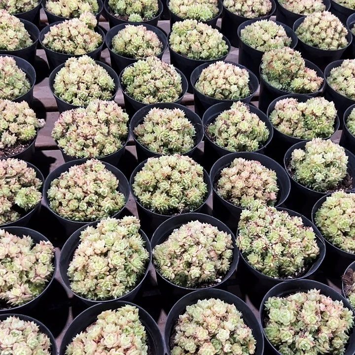 绿油麦秆  福利多多