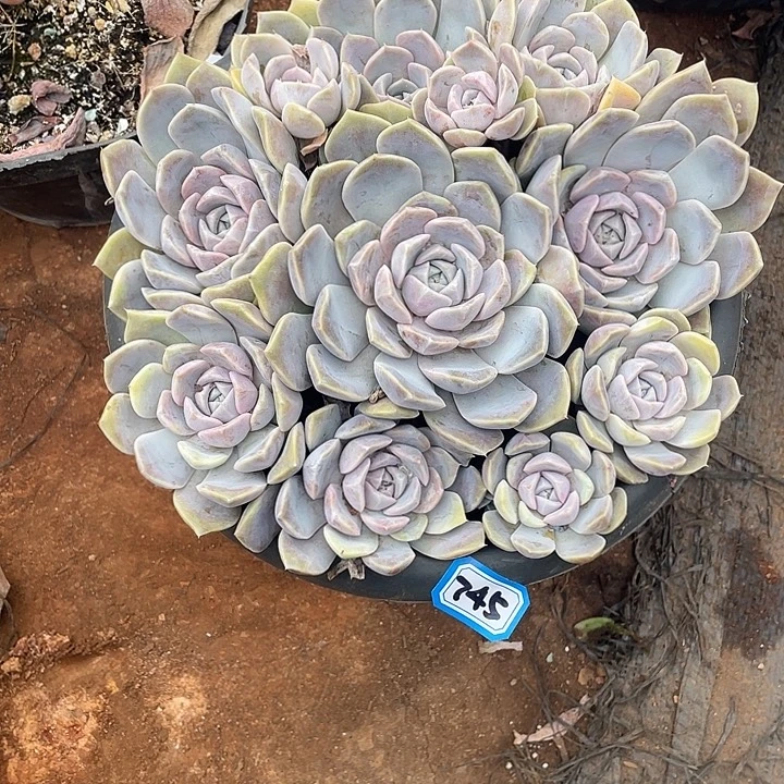 745汉堡 一物一拍多肉
