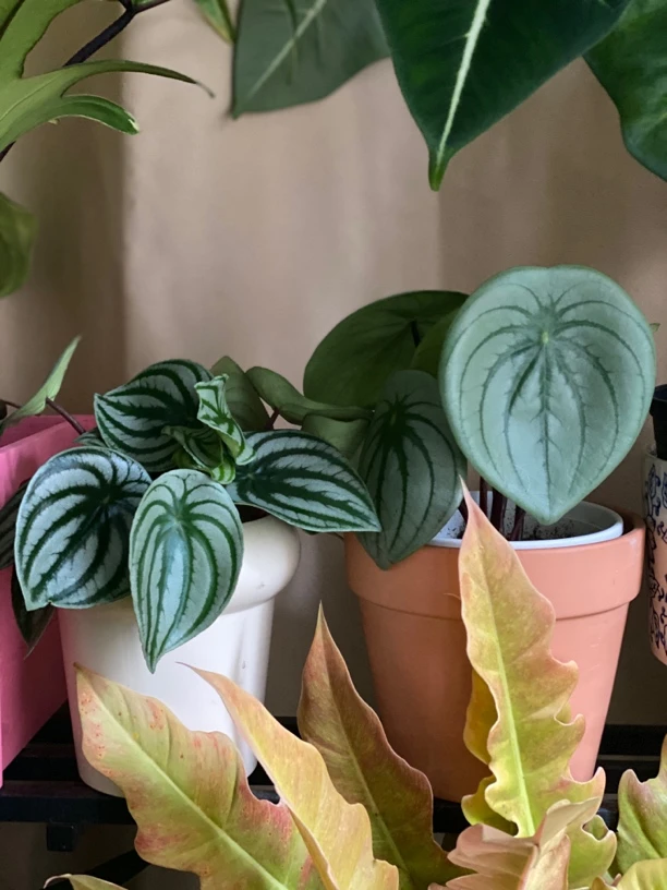 麒麟瓜椒草西瓜皮椒草稀有品种ins风室内好养盆栽