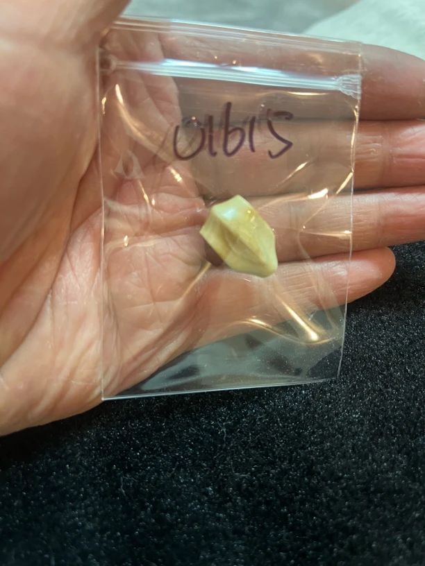 01615猛犸牙鲨鱼背三通配饰