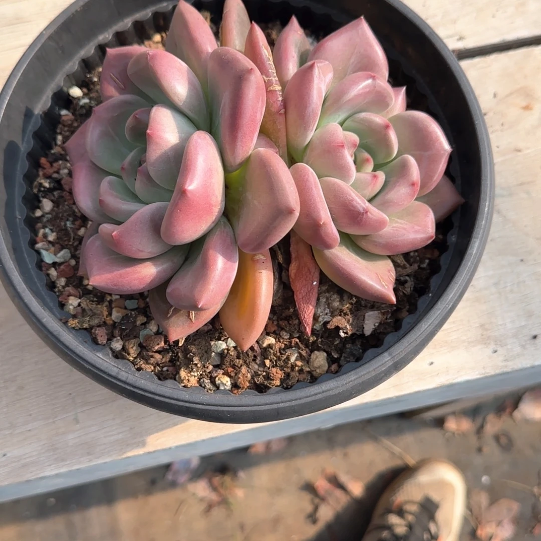 多肉植物多肉植物