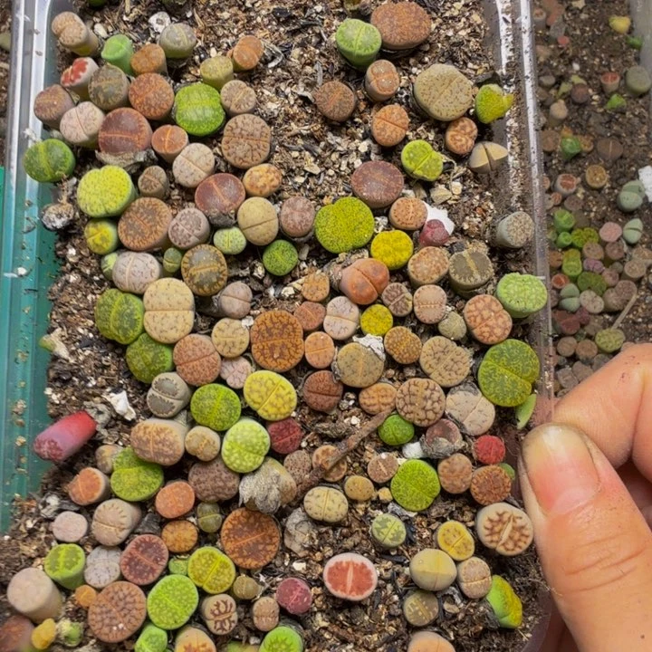 慢*慢多肉植物的49