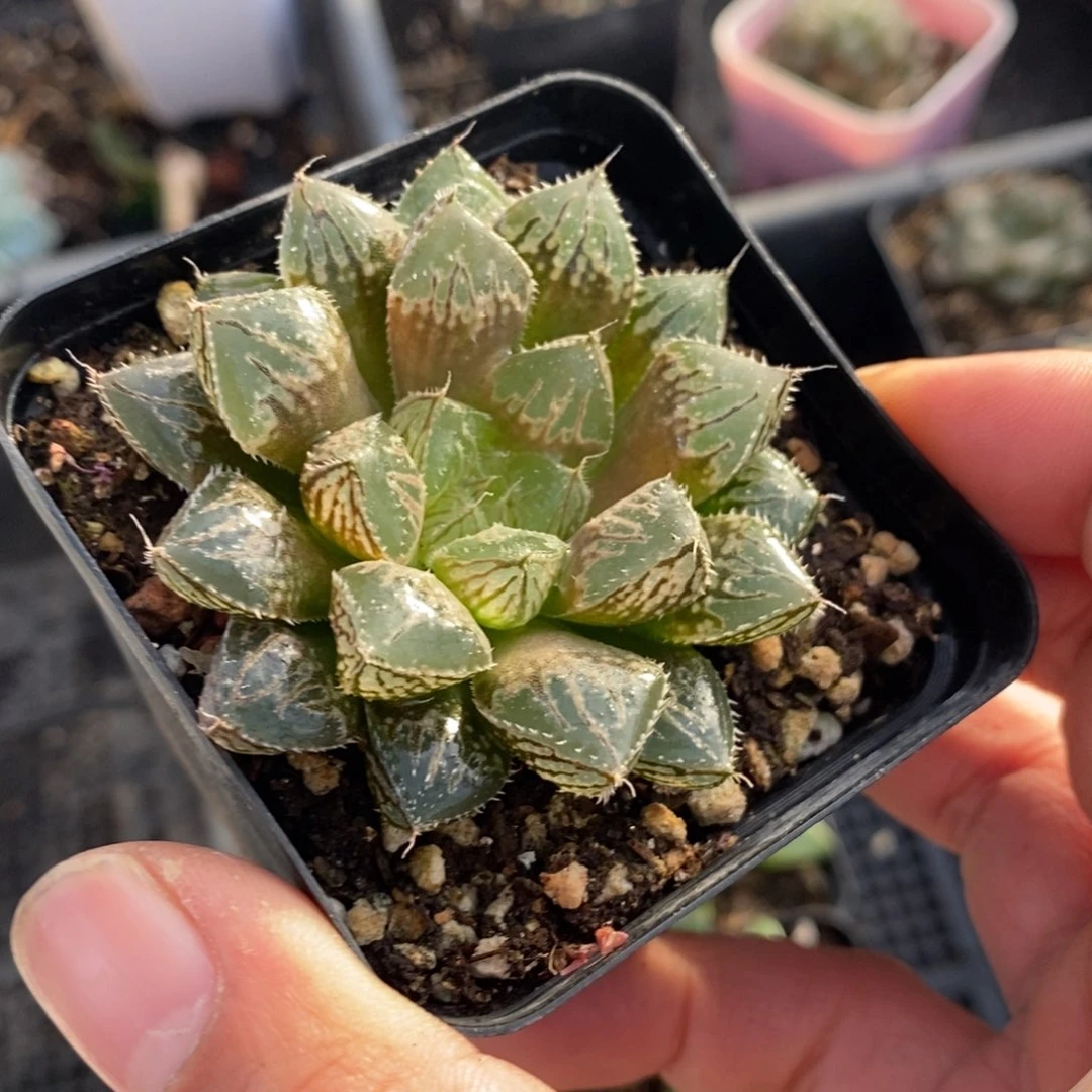 楼兰一颗 整点福利