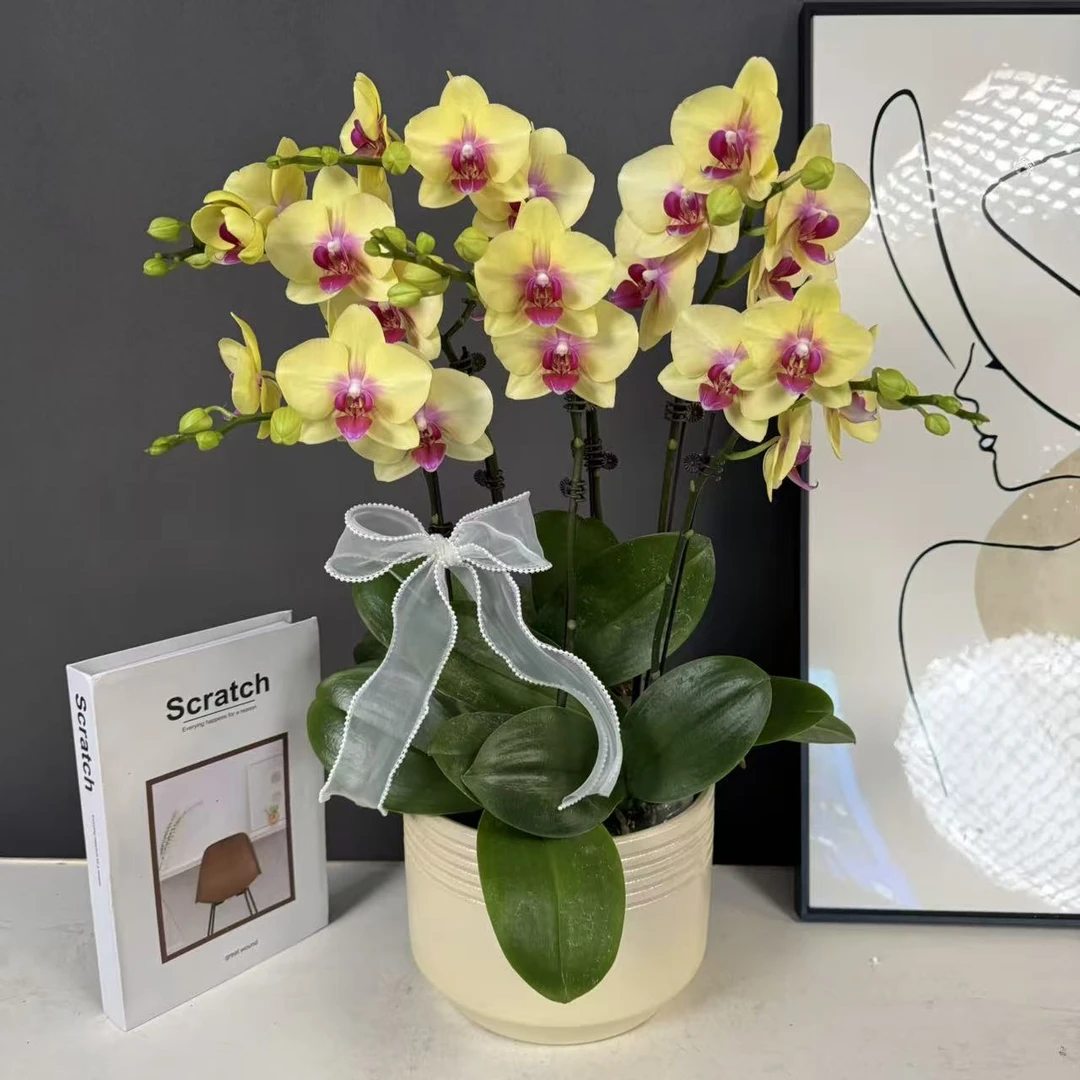 【朝日】 欧品黄花粉红芯蝴蝶兰蜡质花花量大耐开耐摆唯美