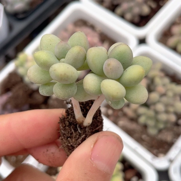 一物一拍双头桃花奶满18包邮