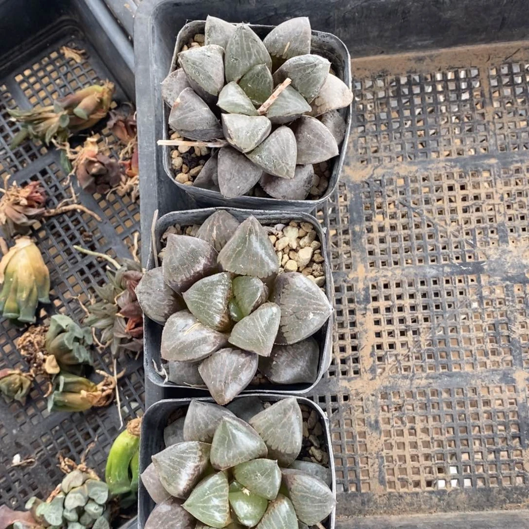 2633 一颗大日月潭 下播福利