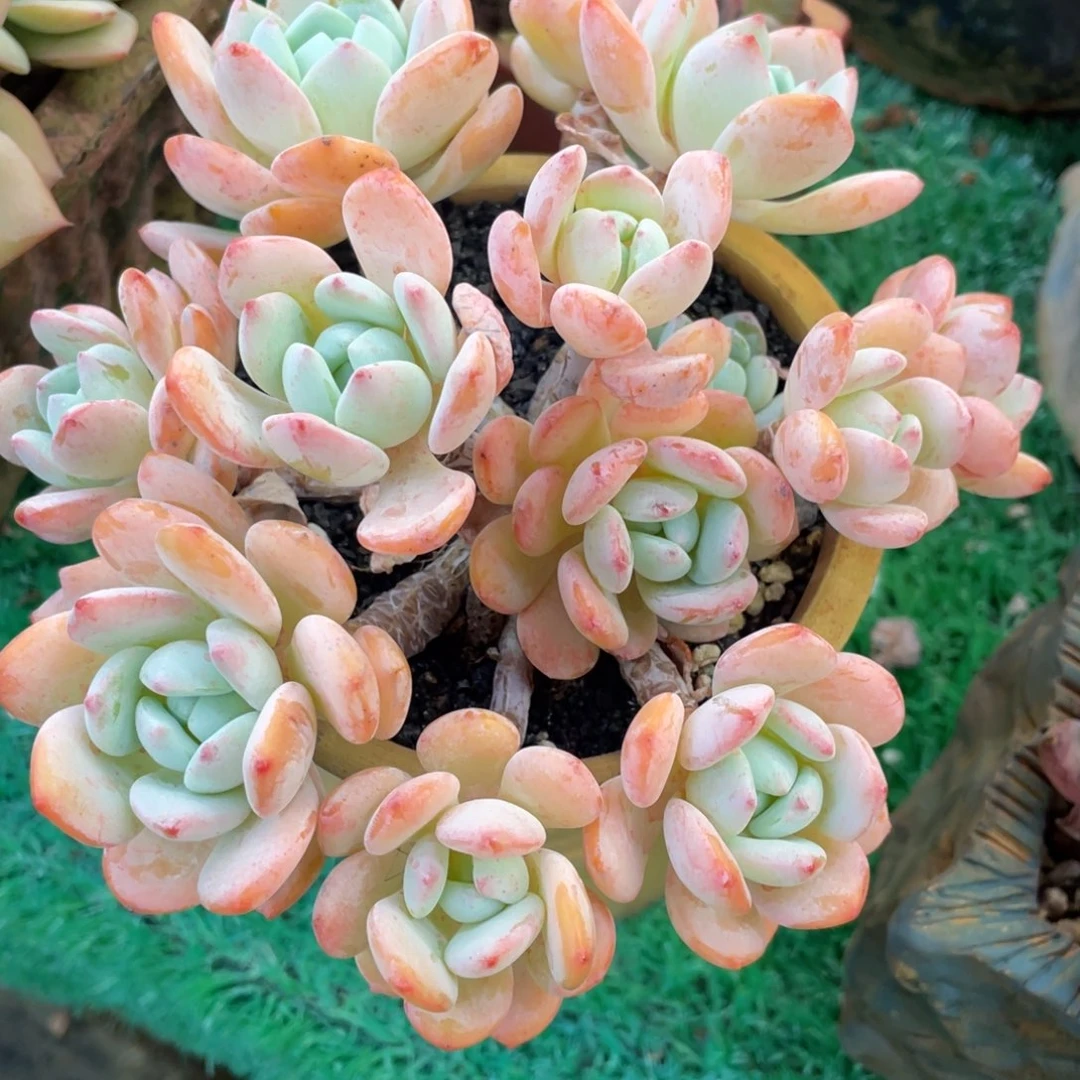 多肉植物盆栽多肉