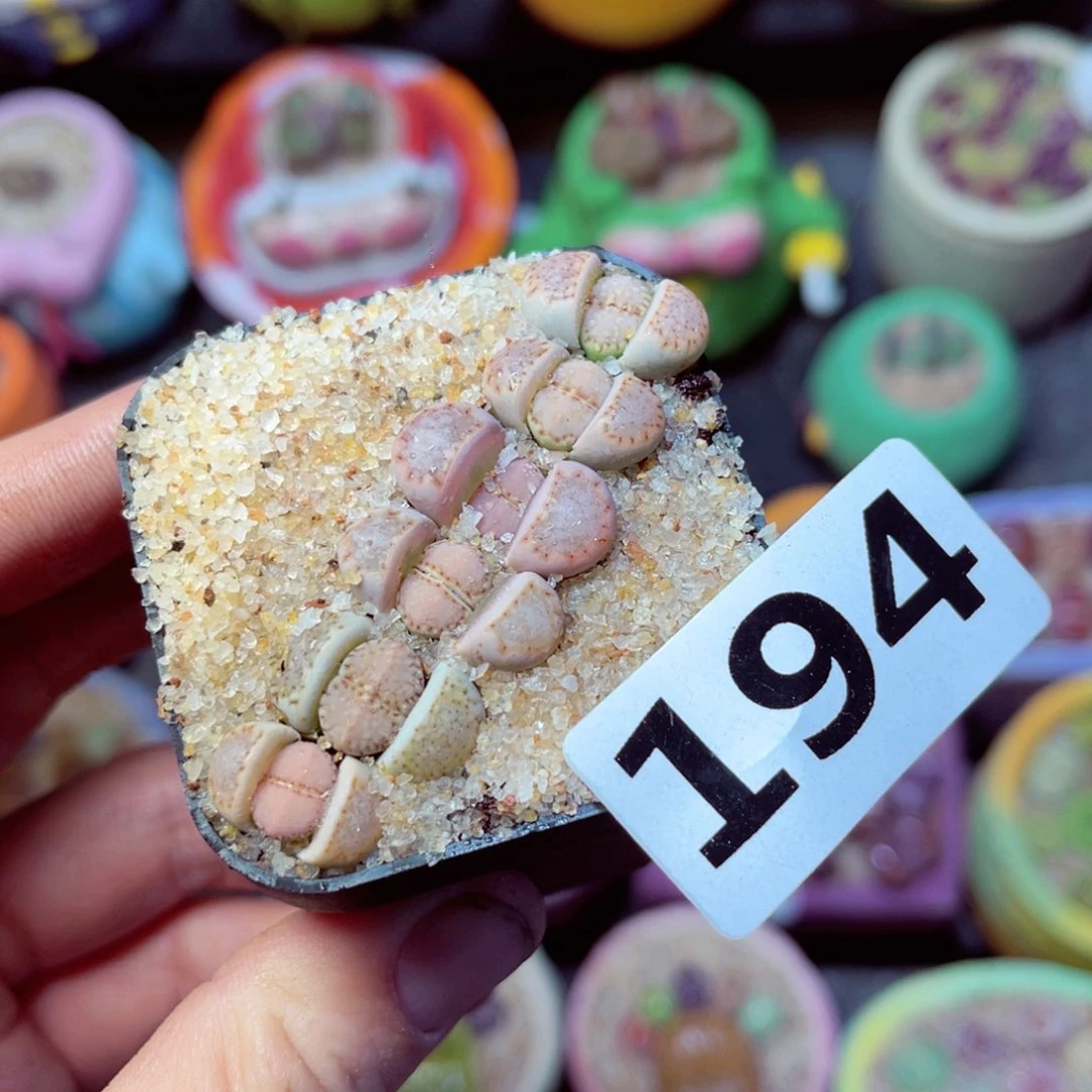 194生石花带盆发