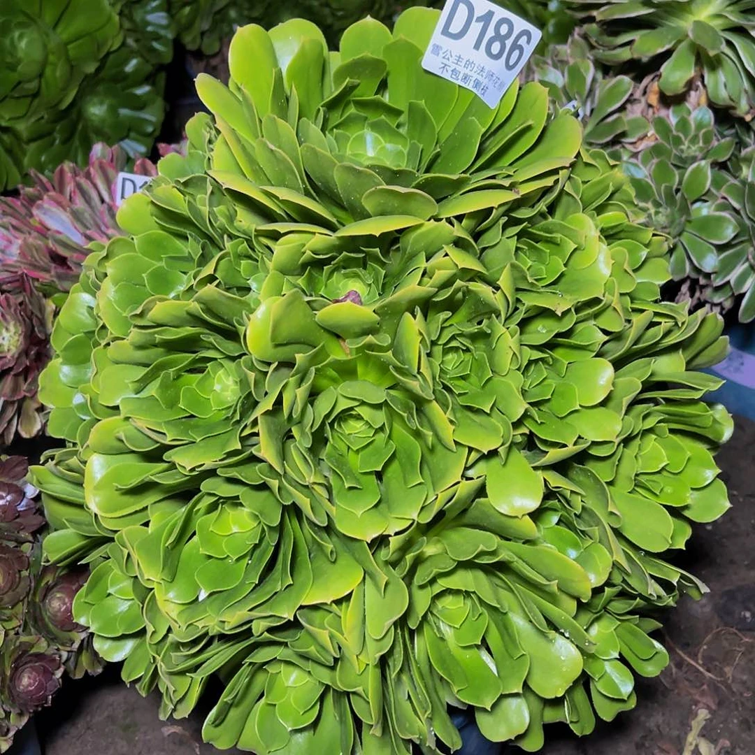 法师法师13-8包邮法师