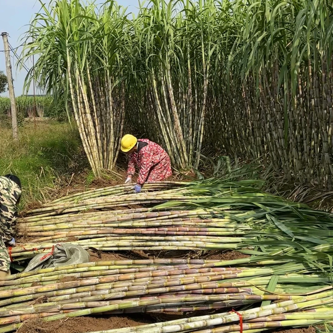 （唐丽专属链接）湖北甘蔗精选中段品质佳现砍现发新鲜直达