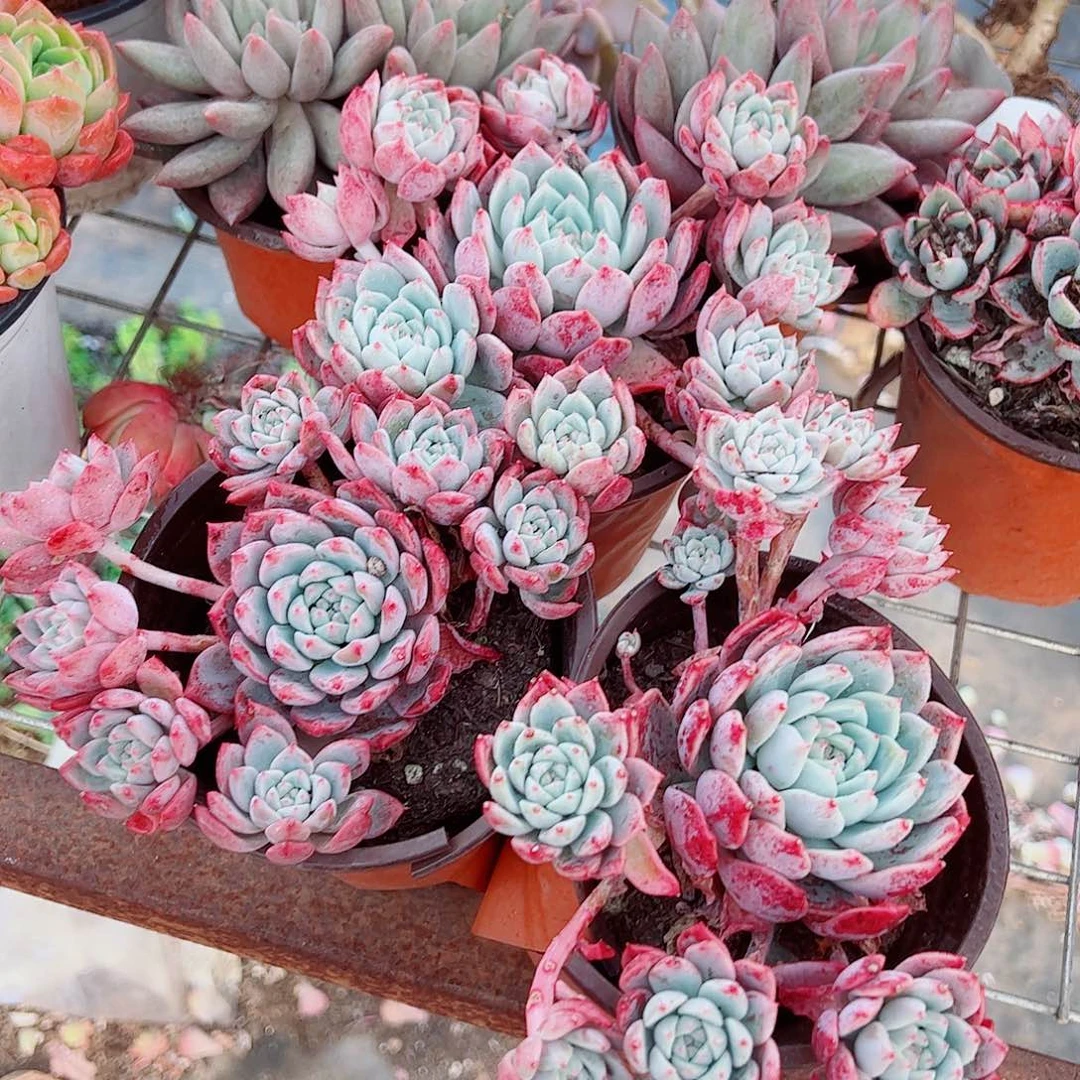 霜花多头造型精品二盆