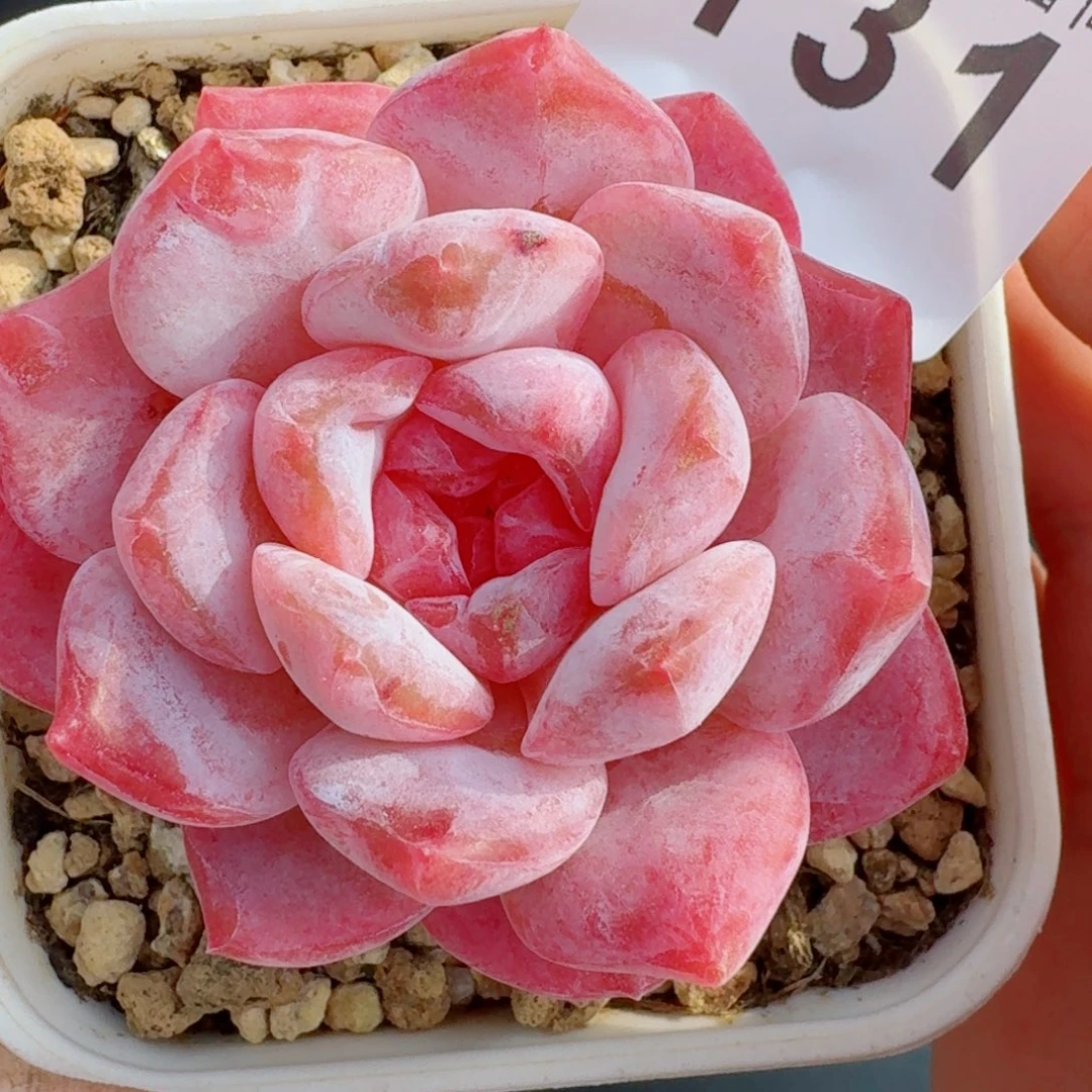 冰魄粉魄      愿你一路坦途，乘风破浪展宏图