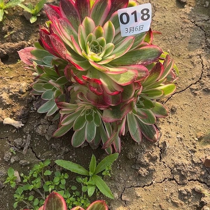 3.6-18倾城多肉植物2