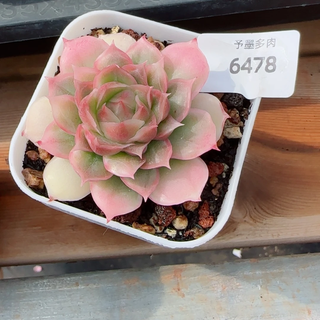 薇***风水晶虾饺，6478多肉植物