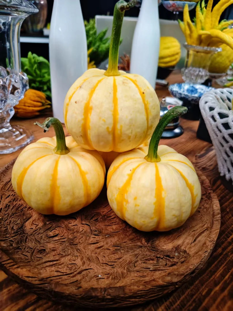 宸希花卉【宠粉】万圣节小南瓜太阳果可雕刻适合观赏新鲜采摘基地