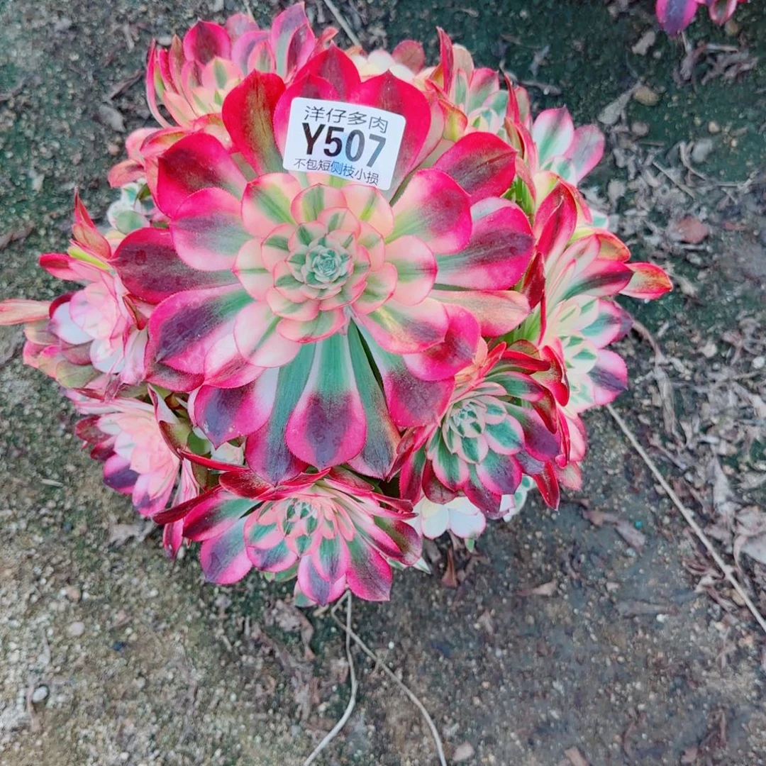 荔枝法师507冠幅25