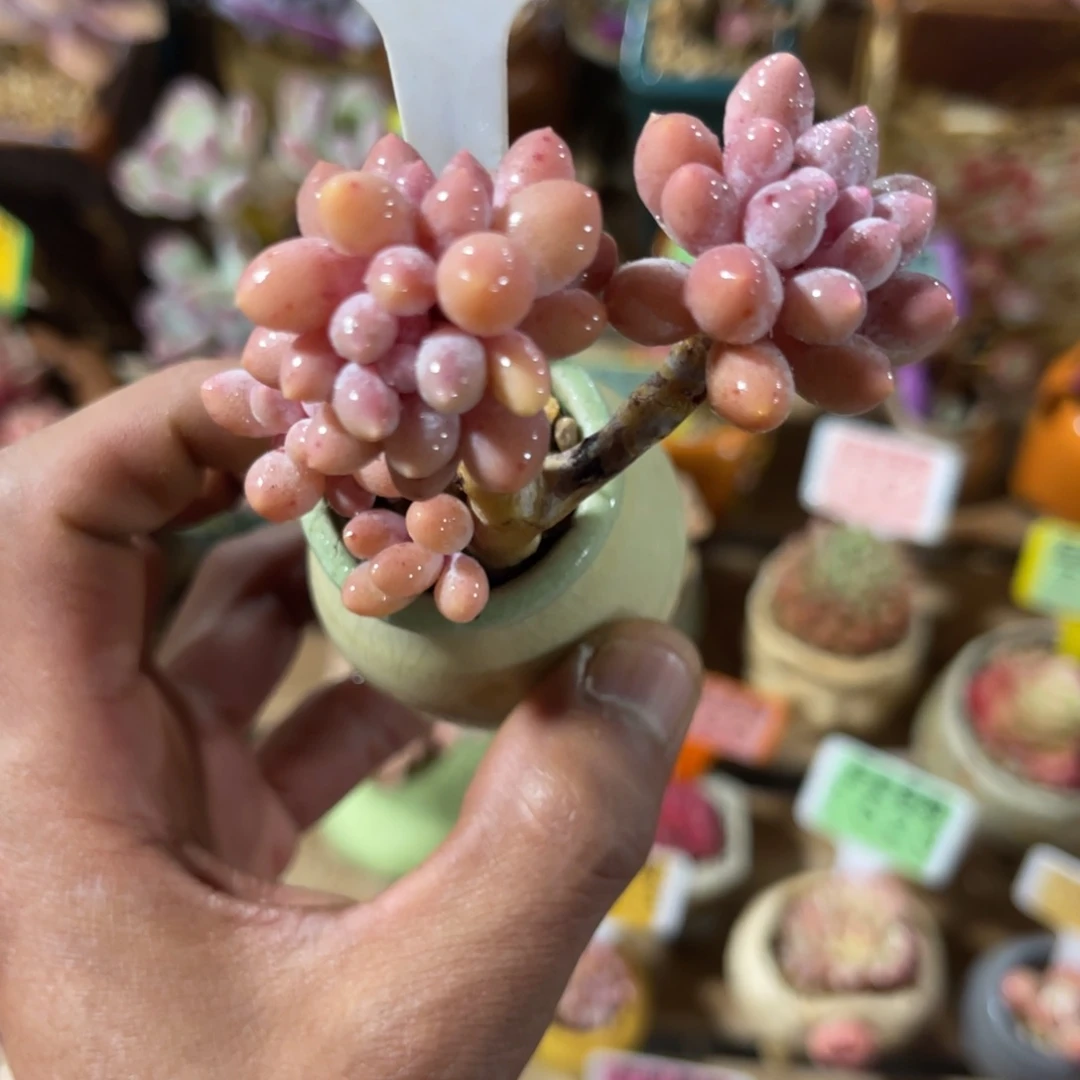 云尘多肉一物一拍不含盆555