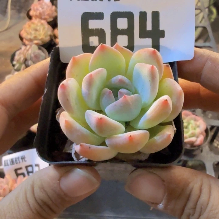 684.qqqqqqqqqqqq
