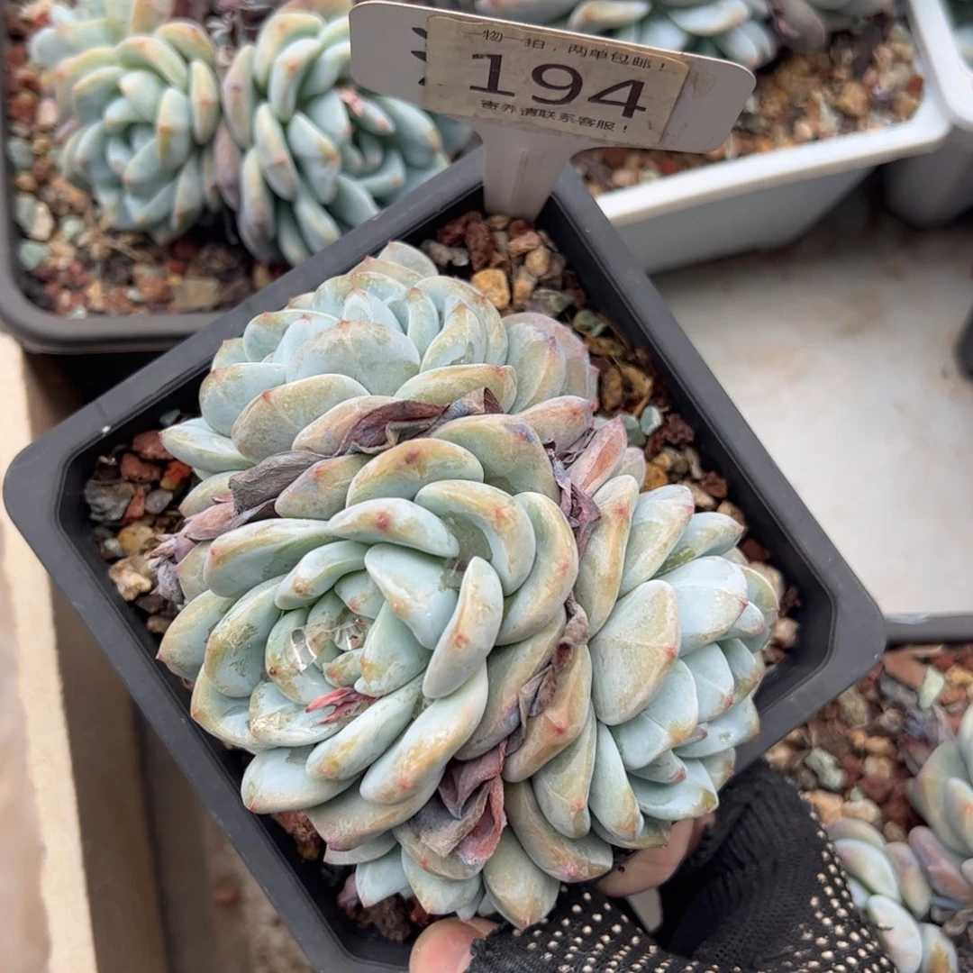 百****学194号多肉植物