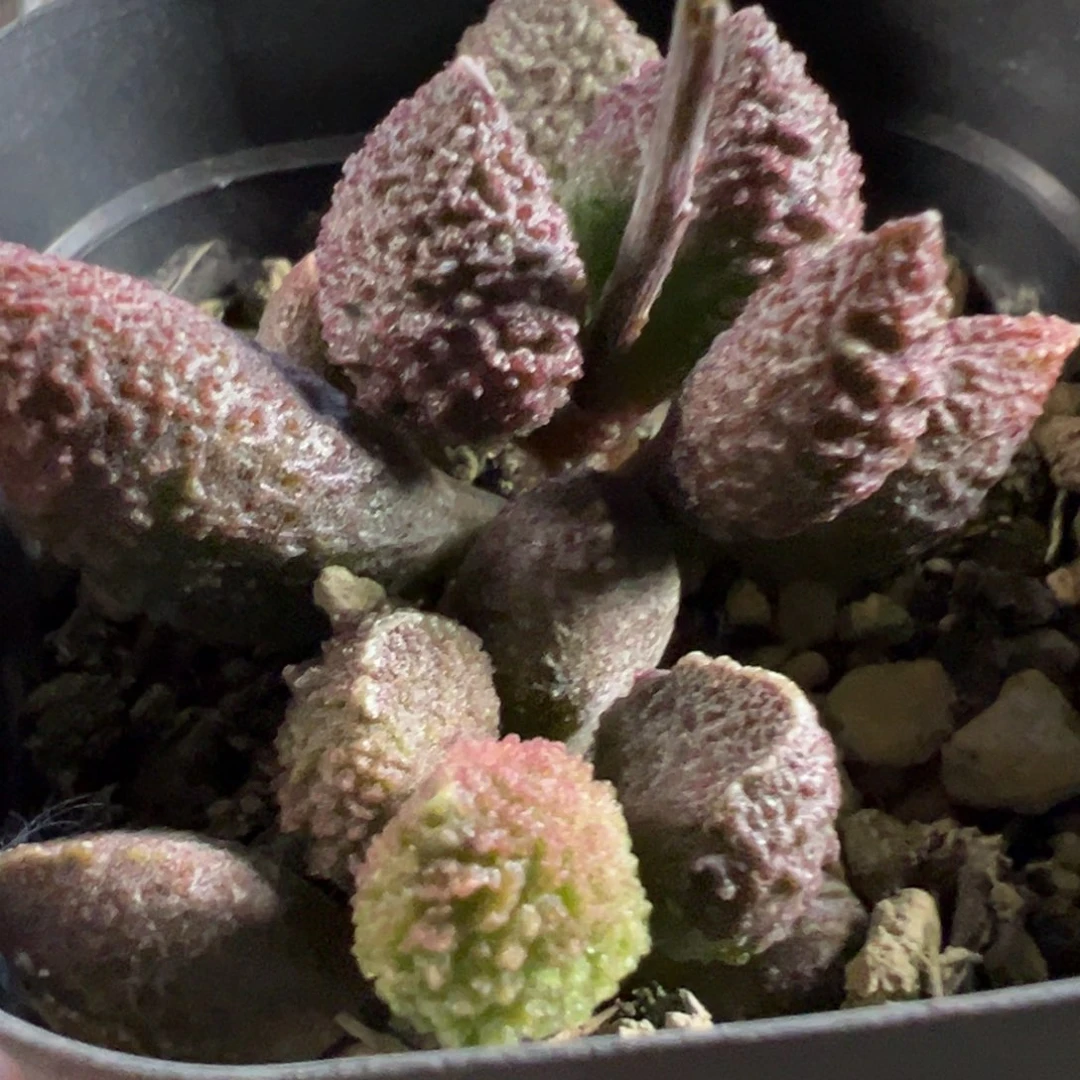 实生新品多头纯木质桩多肉植物