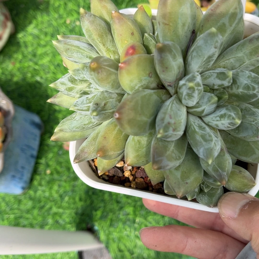 多肉植物3254 一定要拍个冷链哦