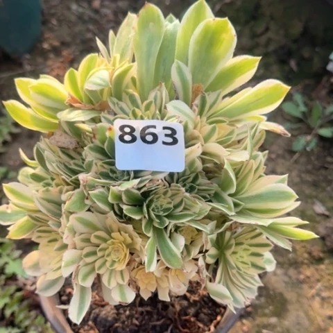 法师彦宁18-13多肉