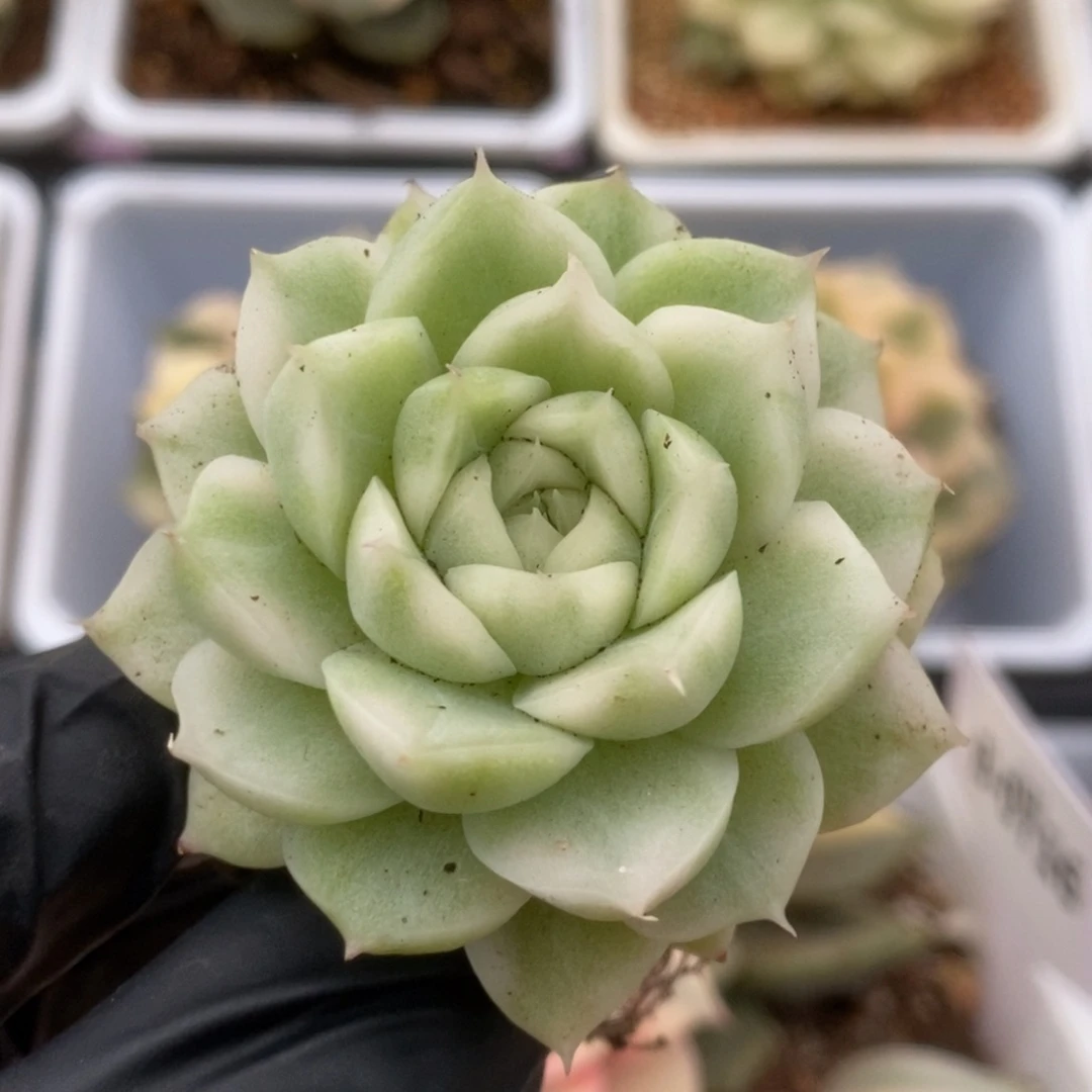 729白瓷麦秆锦锦锦锦锦