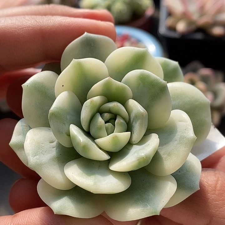 醉心锦头盖多肉植物