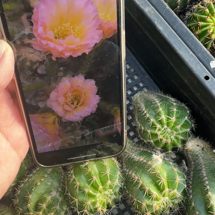 211彩草104歪无根侧牙4公分左右