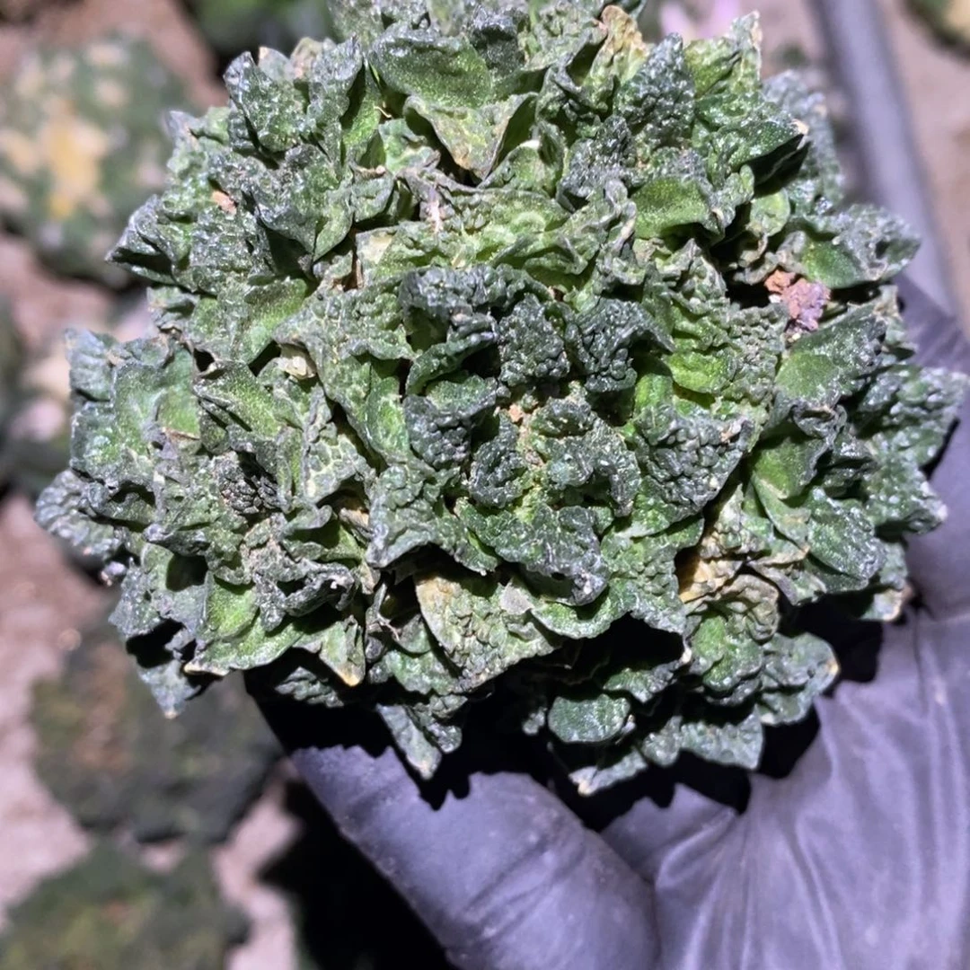 鹧***菜自根特价龟甲哥群福利
