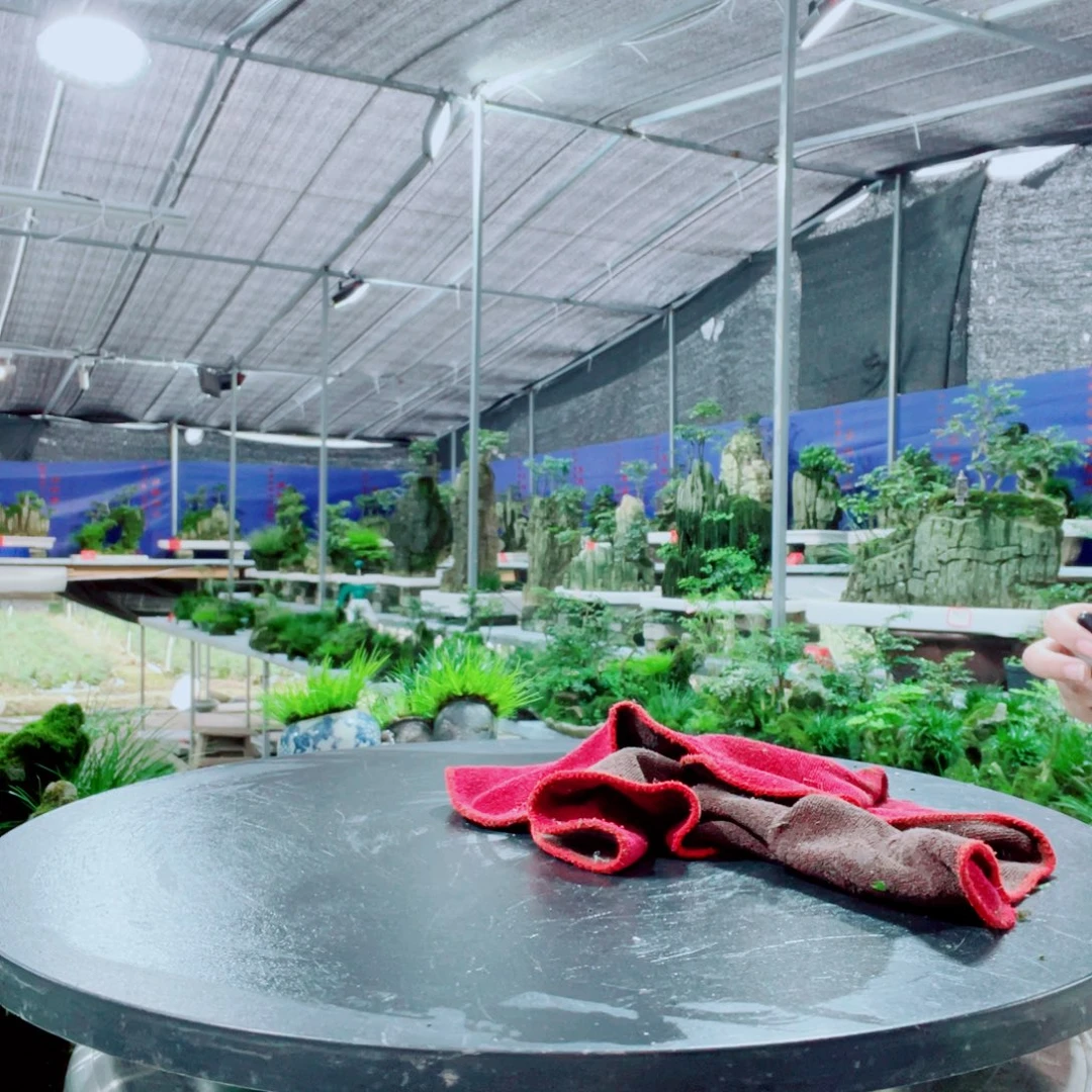 秋***思当前无花栽培后可以开花