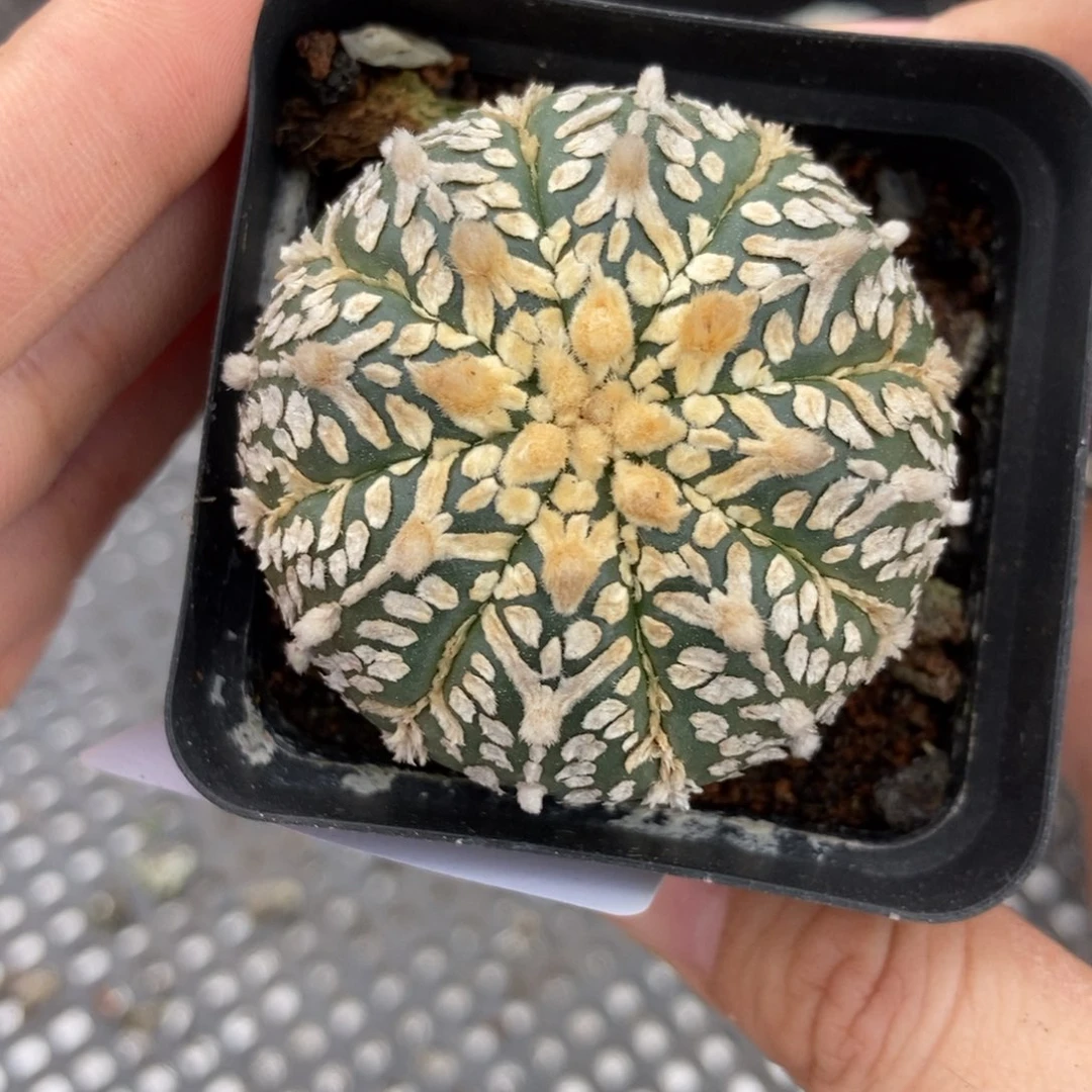 20-41兜一物一拍仙人球